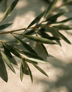 Olive branch in soft light